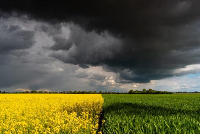 Susza zagraża polskiemu rolnictwu, stawką bezpieczeństwo żywnościowe