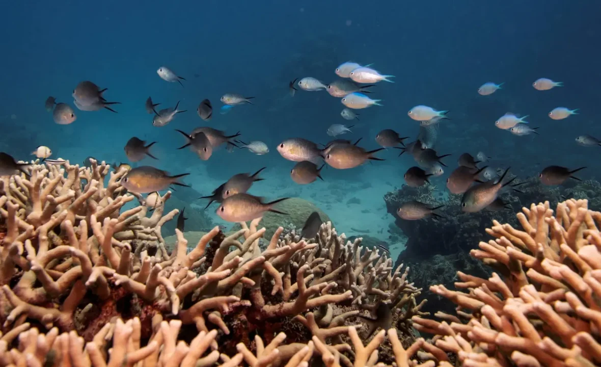 IUCN: 96 procent płytkich raf koralowych na świecie zagrożonych wyginięciem