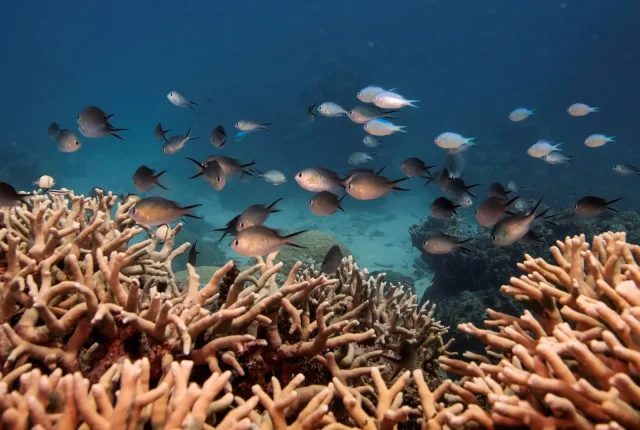 IUCN: 96 procent płytkich raf koralowych na świecie zagrożonych wyginięciem